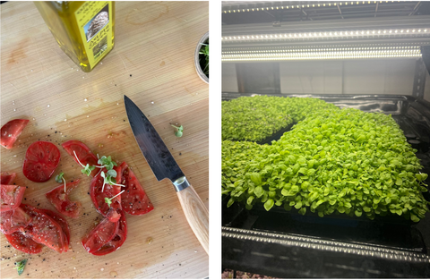 Italian Basil Microgreen Caprese Salad