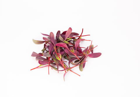 Beet, Bull's Blood