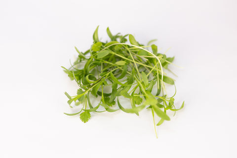 Cilantro