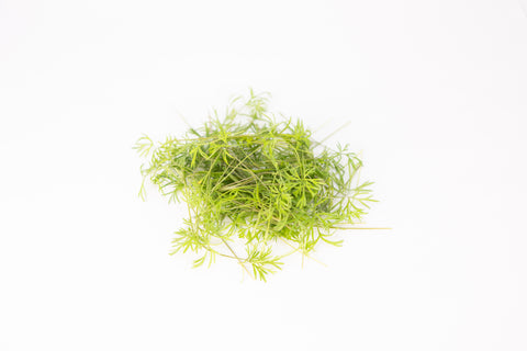 Dill
