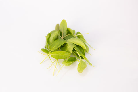Sorrel, Petite Green