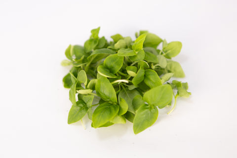 Basil, Italian