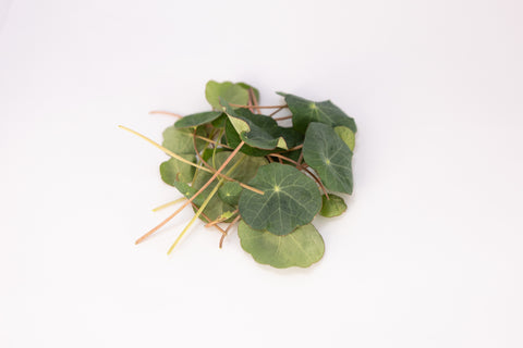 Nasturtium