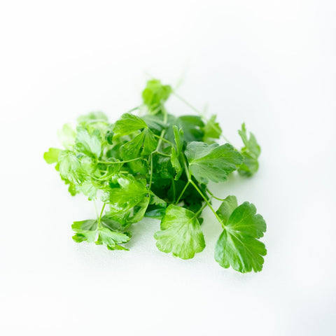 Parsley, Full Size
