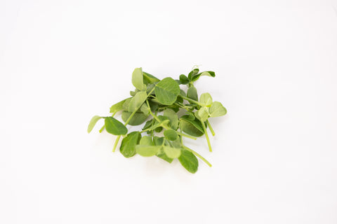 Pea Shoots