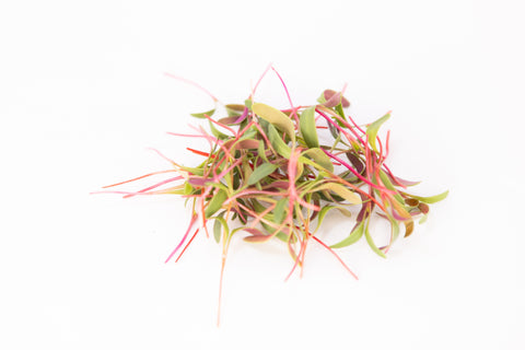 Chard, Pink