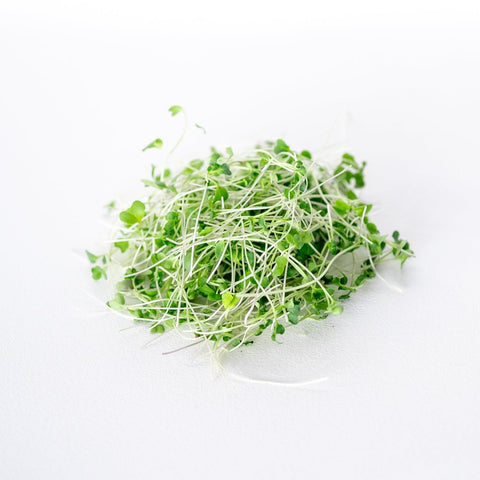 Broccoli Microgreens:  The Tiny Greens with Big-Time Wellness Power