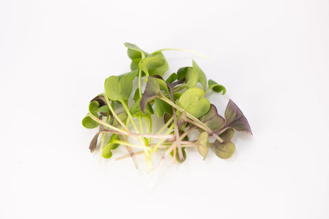 Confetti Radish Microgreens:  Bold, Crisp, and Bursting with Color