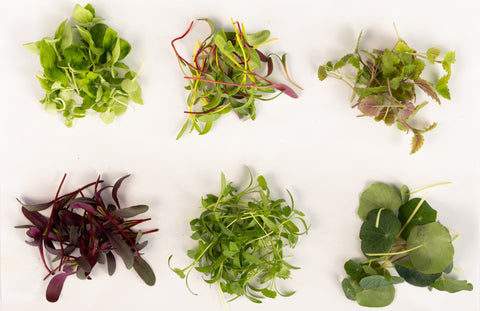 The Case for Microgreens in Modern Wellness