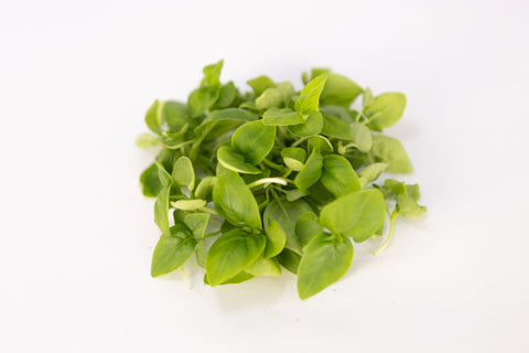 Italian Basil Microgreens: Bold Aroma, Big Benefits, Tiny Leaves