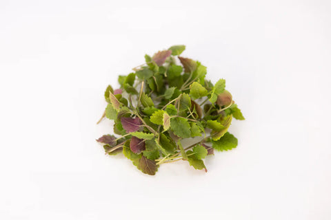 Why Lemon Balm Microgreens?