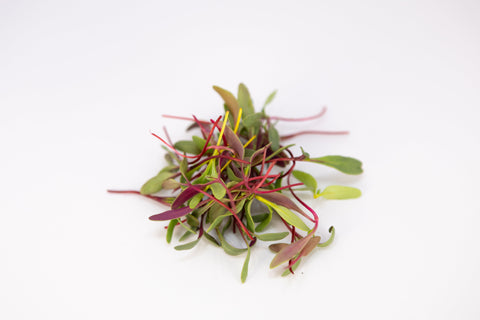 Rainbow Sprinkle Microgreens:  Colorful, Crisp, and Packed with Plant Power