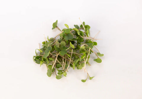 Red Russian Kale Microgreens:  Mild, Nutritious, and Powerfully Versatile