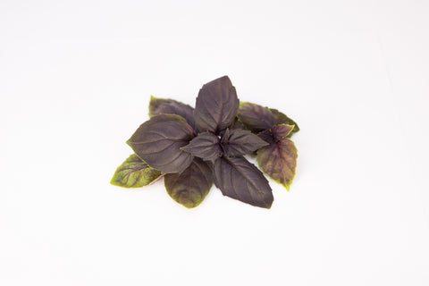 Basil, Full Size Bi-Color