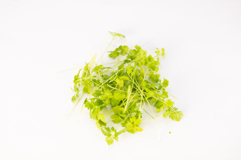 Chervil