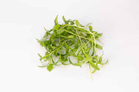 Cilantro