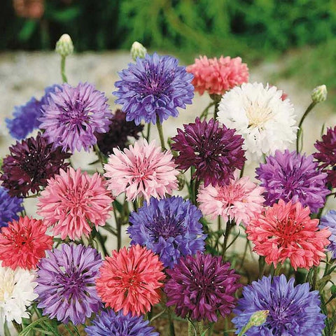 Cornflowers