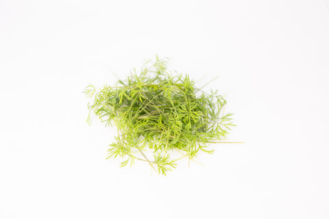 Dill