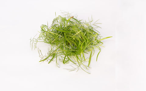 Fennel