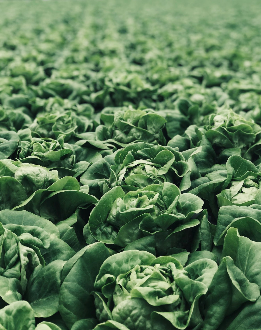 Science Behind Vertical Farming – Hardee Greens