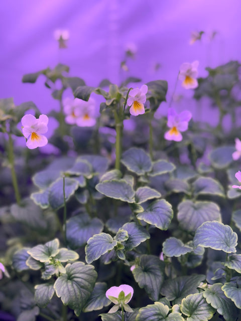 Violas, Johnny Jump