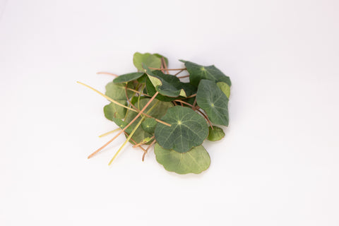 Nasturtium