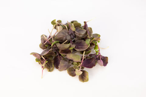 Basil, Dark Opal