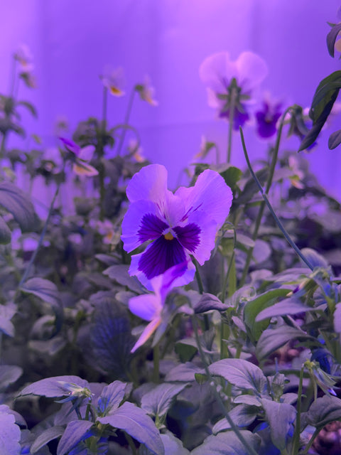 Violas, Swiss Giant