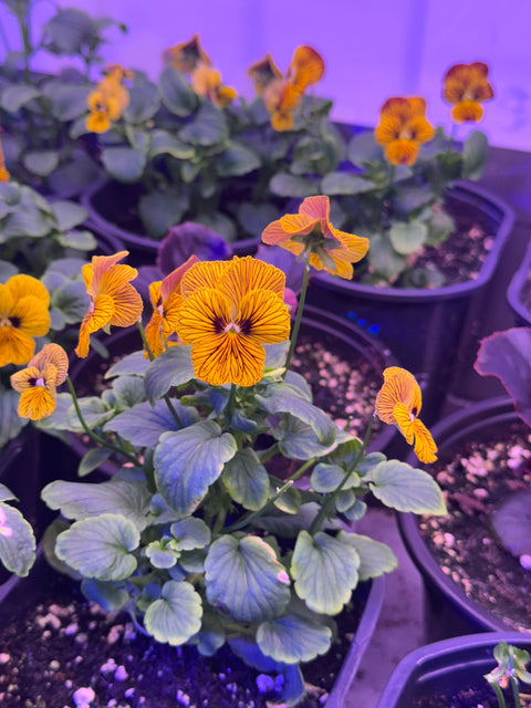 Violas, Tiger Eye