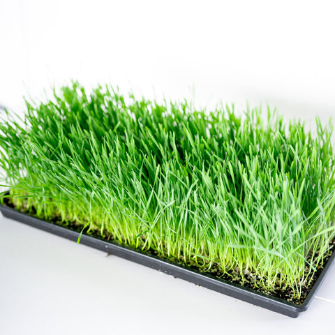 Wheatgrass